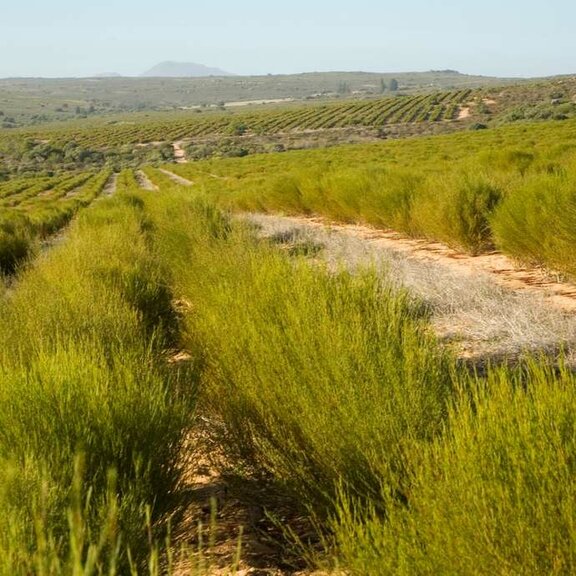 mesepices-thes-infusions-origine-afrique
